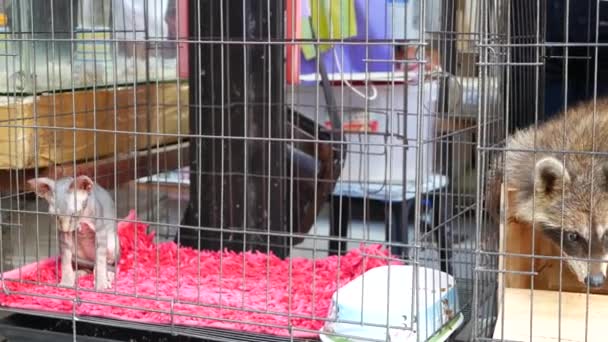 Hayvan pazarında küçük kafesteki meraklı rakun. Bangkok, Tayland 'da Chatuchak Pazarı' nda esir tutulurken tahta kutunun üzerinde oturan ve küçük kafese bakan sevimli rakun. - Video, Çekim