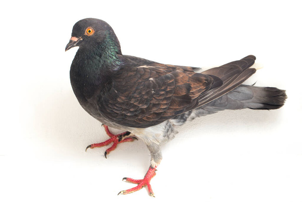 piccione nero grigio comune o colomba isolata su fondo bianco
 - Foto, immagini