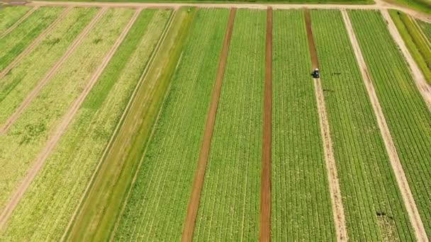 Terreno agricolo con colture verdi dall'alto - Filmati, video