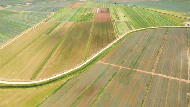 Γεωργικές εκτάσεις με πράσινες καλλιέργειες από ψηλά - Πλάνα, βίντεο