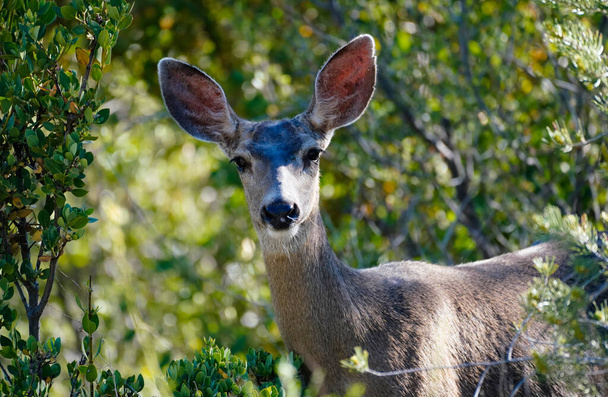 Close-up van een muilezel hert Doe in een bos instelling, kijken naar de camera. - Foto, afbeelding