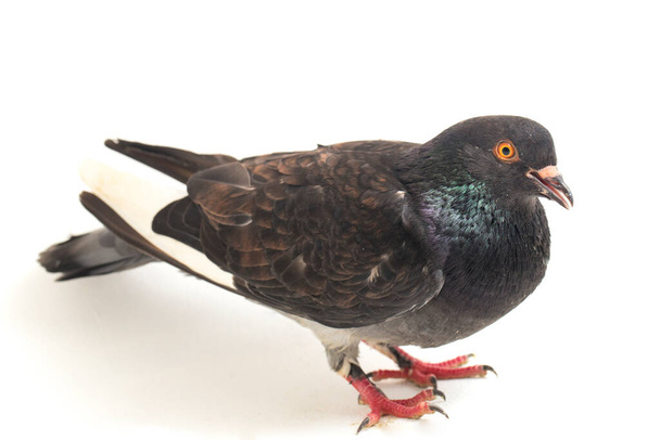 gewone grijze zwarte duif of duif geïsoleerd op een witte achtergrond - Foto, afbeelding