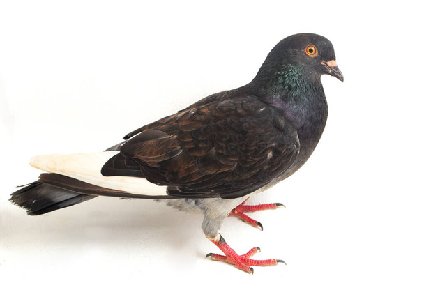 paloma o paloma negra gris común aislada sobre un fondo blanco
 - Foto, Imagen