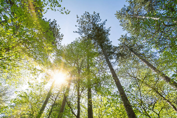 Prachtige zonnestralen die schijnen door groene boomtoppen in het bos  - Foto, afbeelding