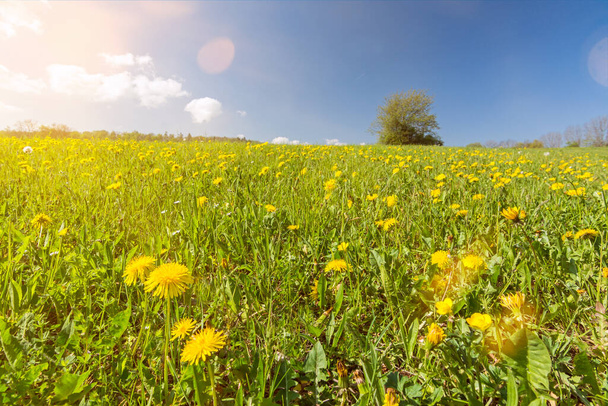 Pampeliška květinová louka s osamělým stromem v pozadí v krásném slunečním světle  - Fotografie, Obrázek