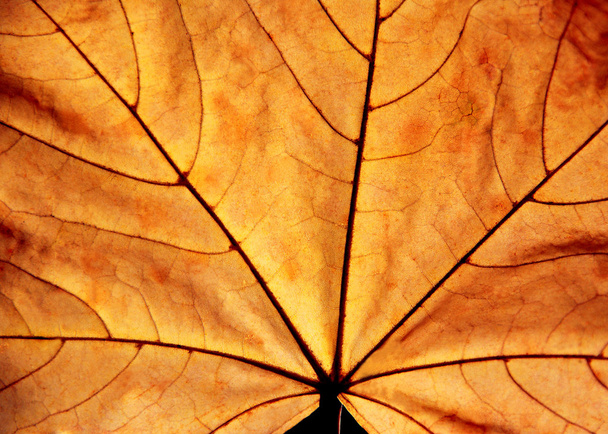Maple leaf - Fotografie, Obrázek