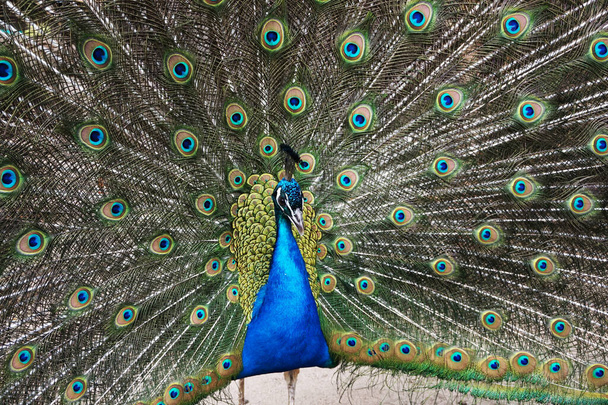 velmi pěkný páv pták jako barva zvíře - Fotografie, Obrázek