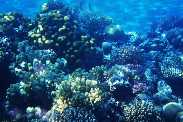 korálový útes v Rudém moři jako pěkné přírodní oceán pozadí - Fotografie, Obrázek