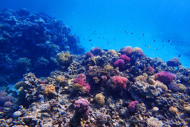 récif corallien en Egypte comme très beau fond naturel
 - Photo, image