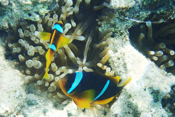 orange clown fish from egypt coral reef - Photo, Image