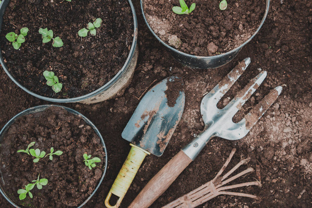 Spring work in the garden. Gardening. Seedlings of flowers. Garden tools. The concept of gardening and planting. - Foto, afbeelding