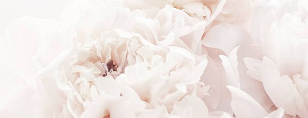 Παστέλ παιώνια λουλούδια ανθισμένα ως φόντο floral art, διακόσμηση γάμου και πολυτελή branding - Φωτογραφία, εικόνα