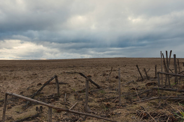 The remains of burnt sunflowers in the field in the evening. Gloomy landscape. - Photo, Image