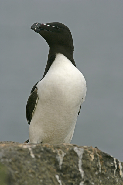 petit pingouin, alca torda - Photo, image