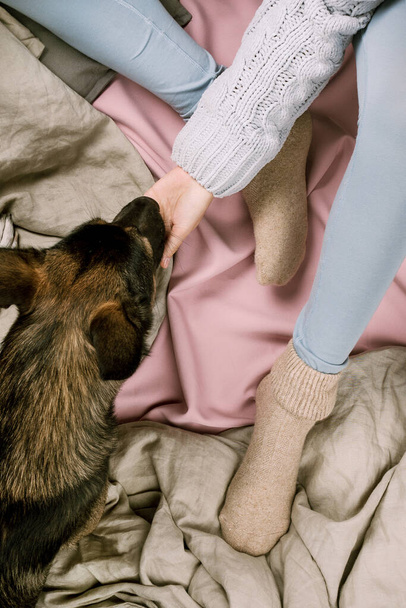 Cozy autumn or winter flatlay of woman petting her dog in bed, s - Fotografie, Obrázek