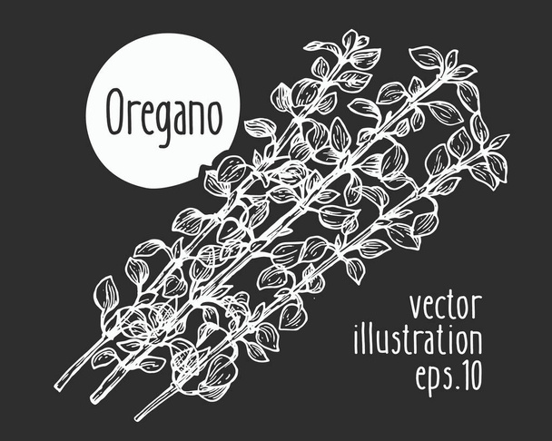 Hand drawn oregano illustration. Vector herb sketch on chalk board. - Vektör, Görsel