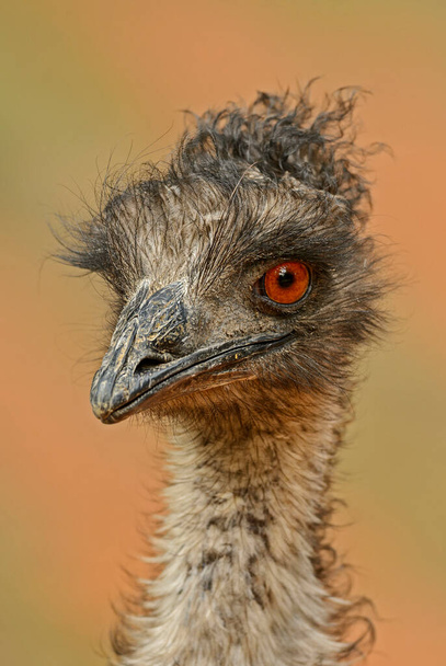 Common Emu - Dromaius novaehollandiaeオーストラリアのサバンナや茂みからの大きな地面の人気のある鳥の肖像画、オーストラリア. - 写真・画像