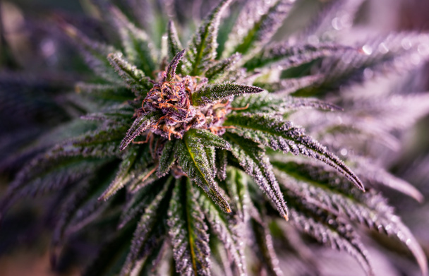 krásná marihuana marihuana rostlina lékařské pěstování rostlin - Fotografie, Obrázek
