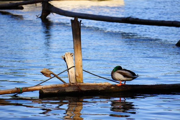 su ördekler - Fotoğraf, Görsel