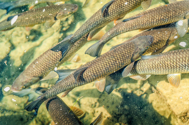 Some Trouts in a Pond - Photo, Image