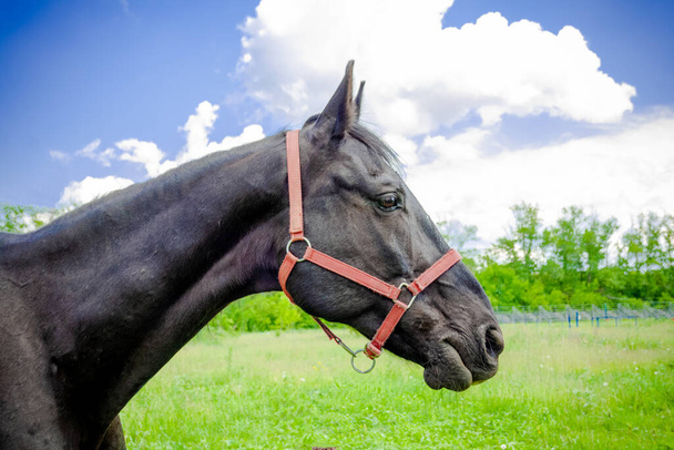 Cheval d'équitation noir en gros plan sur une ferme, dans une bride rouge, impatient. Jour, été
. - Photo, image