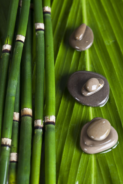 Zen bamboo - Photo, Image