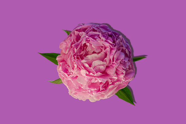 Pink peony flower on pastel purple background with shadow top view. Beautiful blooming floral design. Natural rose colored Paeonia plant green leaves and petals. Creative minimalism trendy flat lay. - Photo, Image