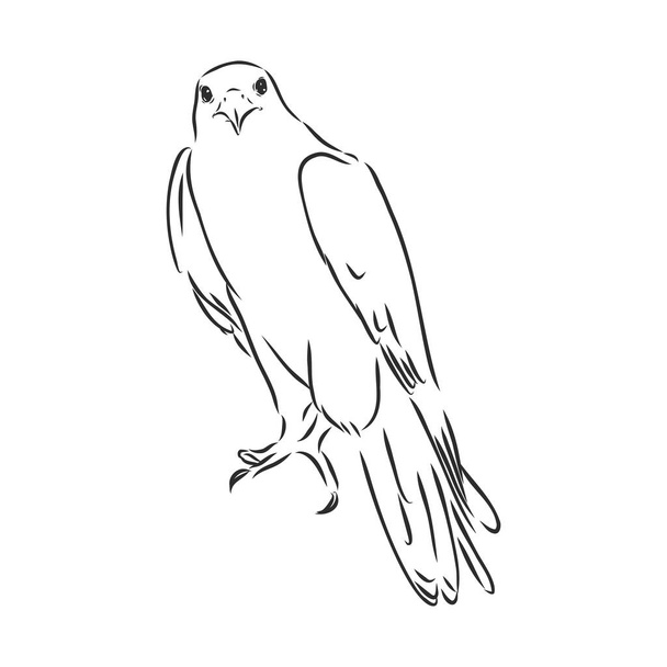 Siyah beyaz çizim. Dövme sanatı için kuş çizimi. Sırtındaki dövme için ayrıntılı el çizimi kartalı. Falcon kuşu, vektör çizimi çizimi - Vektör, Görsel
