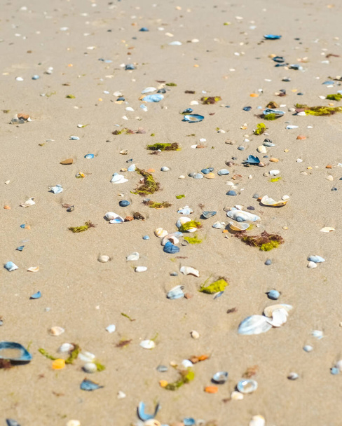 sand beach background seashell sea star holiday shells on beach - Photo, image