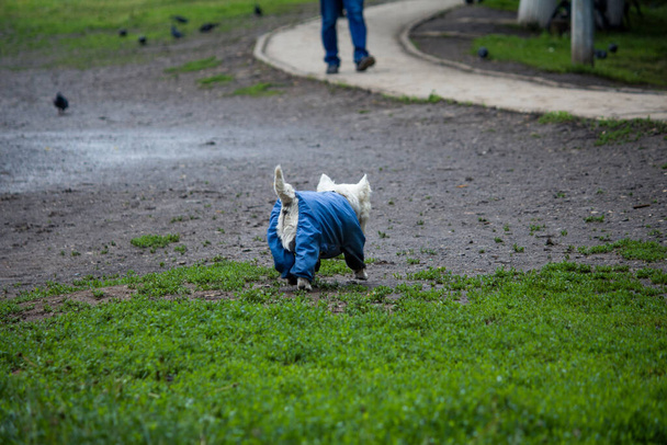 Ein kleiner zotteliger Hund mit blauem Anzug geht auf einem grünen nassen Rasen auf einen Mann zu. - Foto, Bild