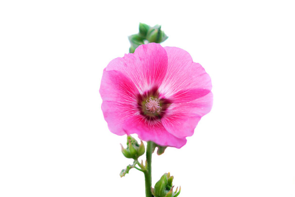 Χόλιχοκ ή Αλσέα Ρόσι. λουλούδι που ανθίζει απομονωμένο σε λευκό φόντο και μονοπάτι ψαλίδισμα. - Φωτογραφία, εικόνα
