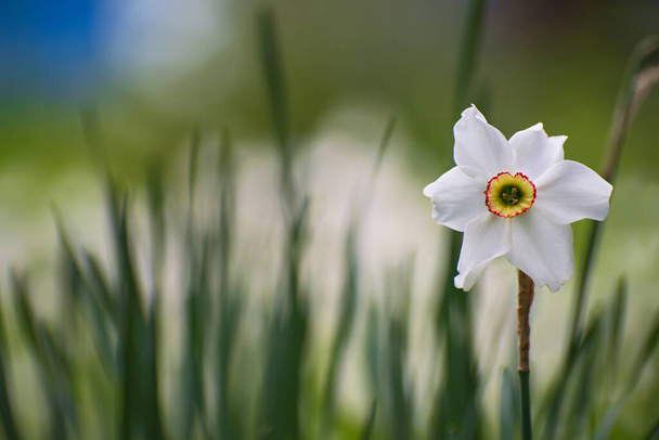 Vue rapprochée de la nature de seule fleur de narcisse fraîche blanche sur fond d'herbe floue avec espace de copie
 - Photo, image