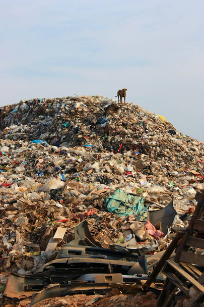 Δημοτική χωματερή σκουπιδιών και το λεπτό σκυλί σε χωματερή. Περιβαλλοντική ρύπανση. - Φωτογραφία, εικόνα