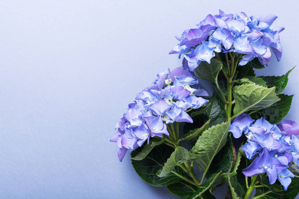 Πρόσκληση γάμου κάρτα με καταπληκτική μπλε λουλούδια ορτανσία στο μπλε φόντο. Πάνω προς τα κάτω προβολή με χώρο αντιγραφής για κείμενο - Φωτογραφία, εικόνα