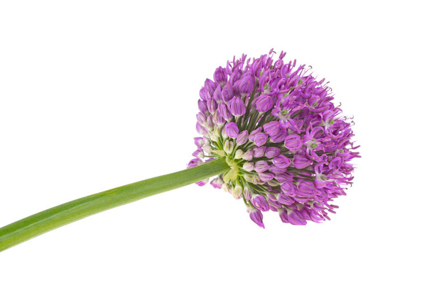 a macro closeup of a curious funny purple pink garden Allium flower cluster from onion and garlic family isolated on white - Photo, Image