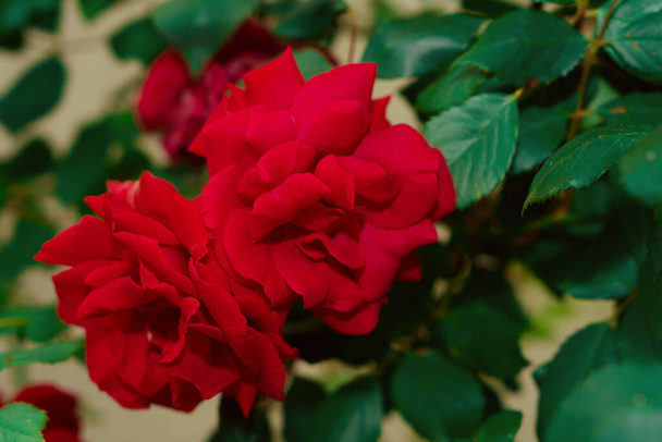 Colore rosso rosa, pianta ornamentale artigianale
 - Foto, immagini