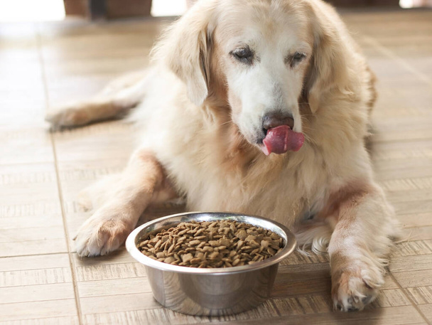 Hungry kultainen noutaja koira makaa kulhoon koiranruokaa hänen edessään ja nuolee omia huuliaan. - Valokuva, kuva