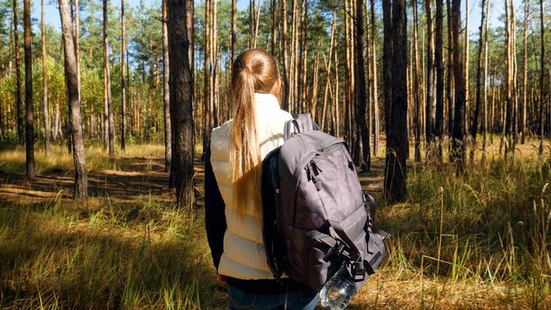 Foto vista traseira do turista feminino com mochila andando na floresta de pinheiros
 - Foto, Imagem