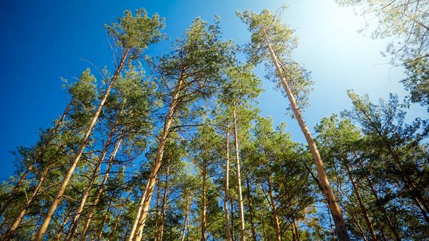 Beautiul pine tree tops in forest against clear blue sky - Photo, Image