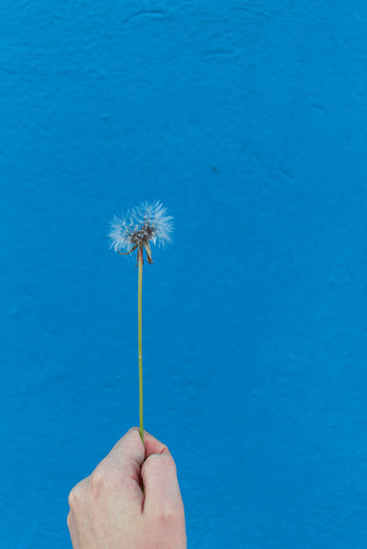 美しいタンポポの花が閉じ、強烈な青い壁の背景. - 写真・画像