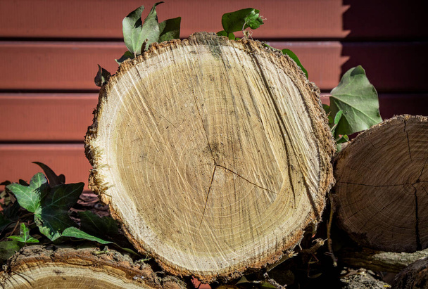 Log of a cut circular trunk, where the tree annual growth rings can be seen. Untidy stack of firewood. Ivy leaves attached to the bark of the tree. - Photo, image