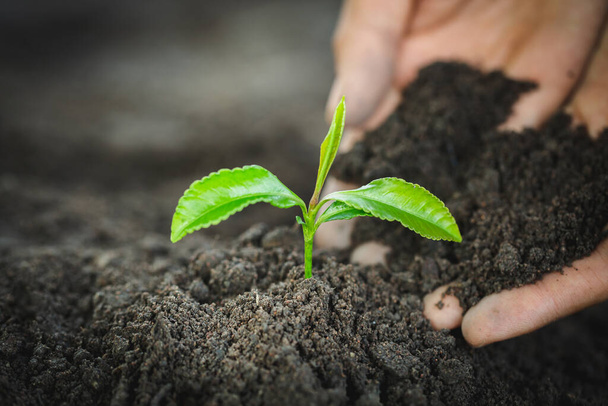 Planta crescendo no solo, protegendo o meio ambiente. Mudas em crescimento, a ideia de plantar árvores para reduzir o aquecimento global, Dia Mundial do Meio Ambiente
. - Foto, Imagem
