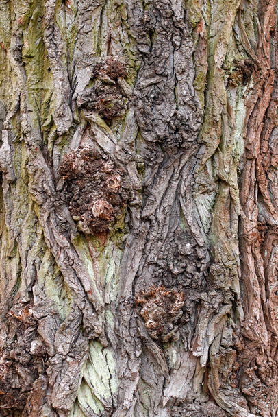 Detailní záběr struktury textury pozadí staré kůry stromu - Fotografie, Obrázek