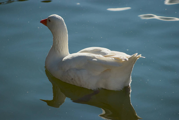 Un pato en el estanque
 - Foto, imagen