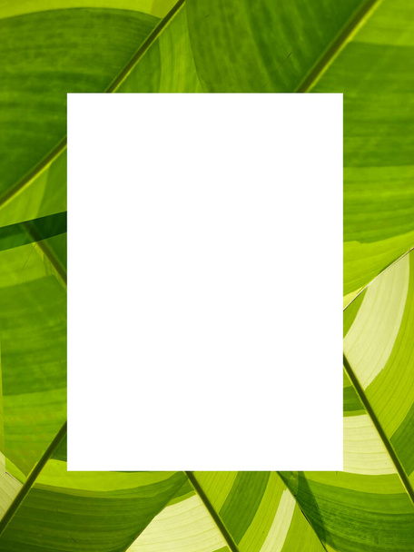 Top view of blank paper sheet on green leaves background, Blank for advertising card or invitation, Nature concept. Summer poster. - Foto, immagini