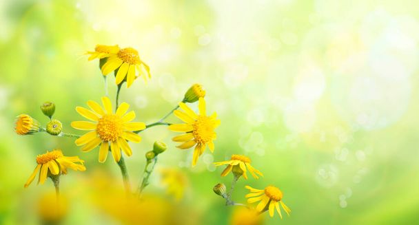 Divoká louka se žlutými květy v silném slunečním světle. Přírodní pozadí. Brzy ráno. - Fotografie, Obrázek