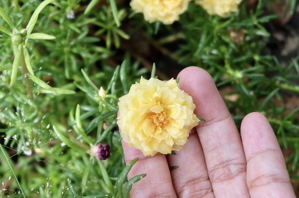 Hermosa Flor, Jardinero Hodling Fresh Yellow Purslane, Moss Rose, Ten O 'Clock, Sun Rose o Portulaca Grandiflora Flores para Cuidar El Jardín
. - Foto, Imagen