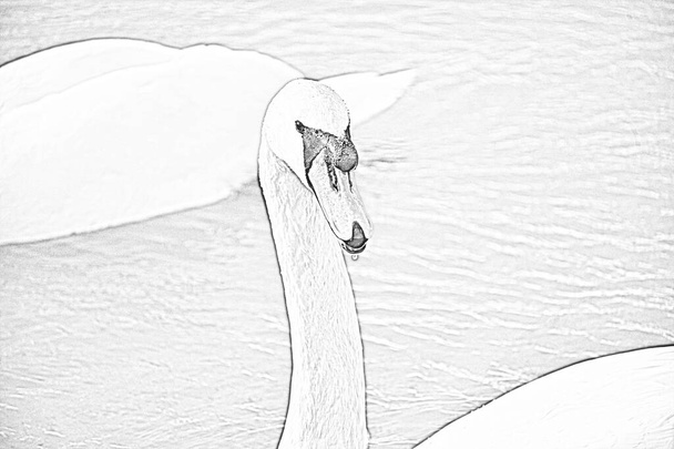 Photographie filtrée en noir et blanc de cygne dans la nature sauvage  - Photo, image