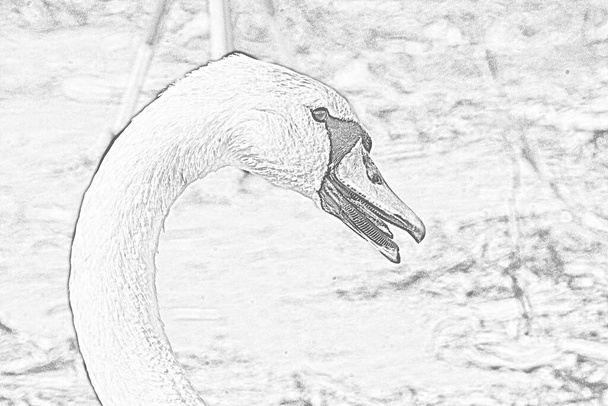 Photographie filtrée en noir et blanc de cygne dans la nature sauvage  - Photo, image