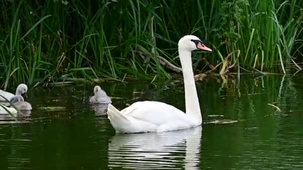 krásná bílá labuť s mláďaty plavání na vodní hladině jezera v letní den  - Záběry, video